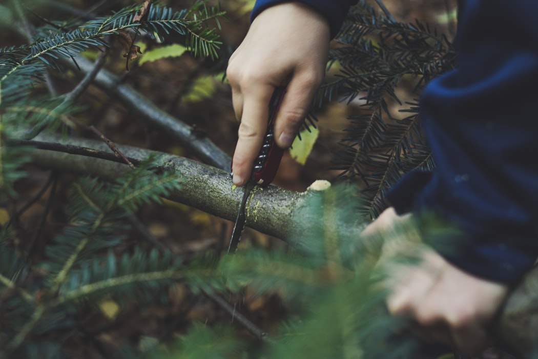 person cutting a branch using a Swiss Army Knife