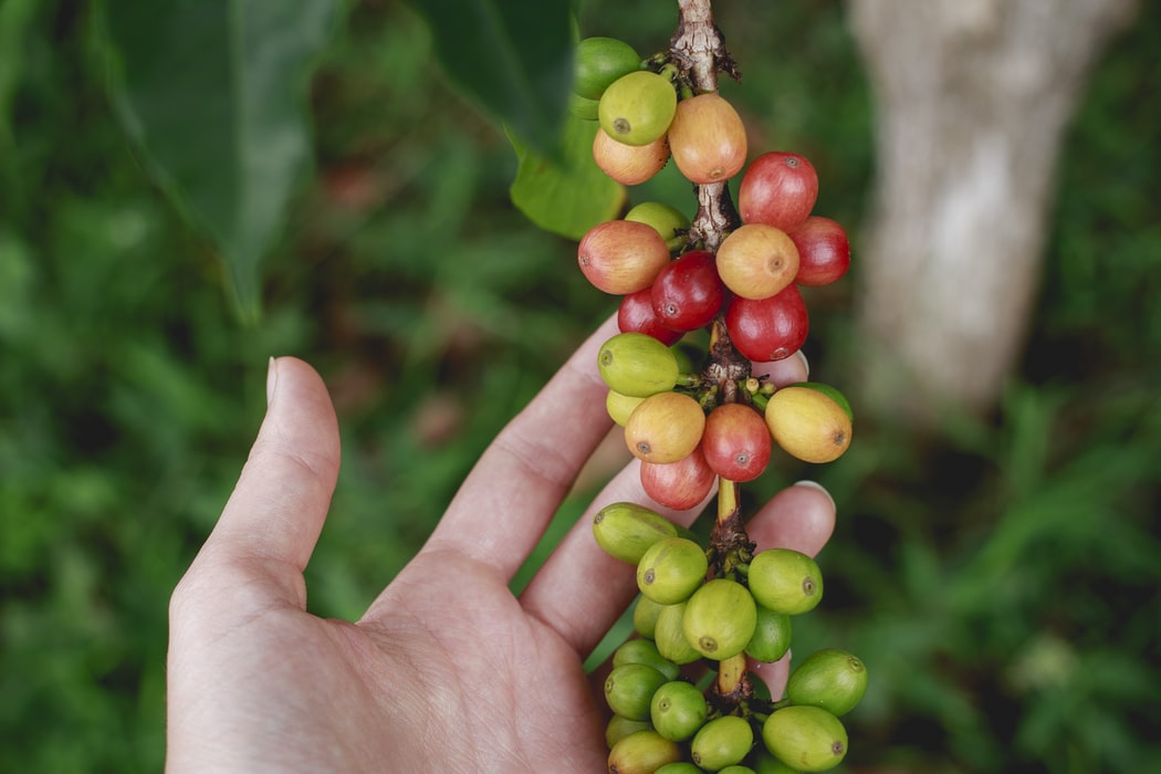 person holding coffeeberries