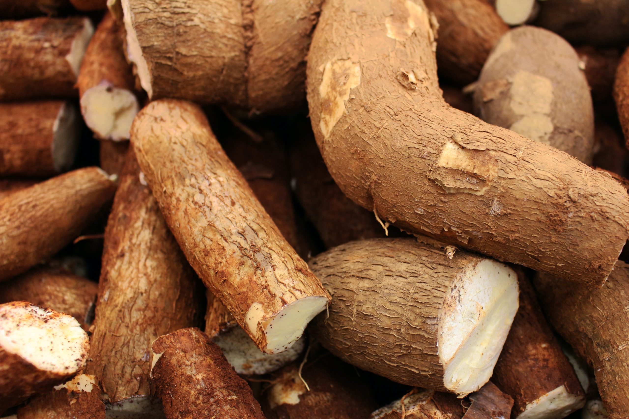 Tapioca Fiber roots in a pile 