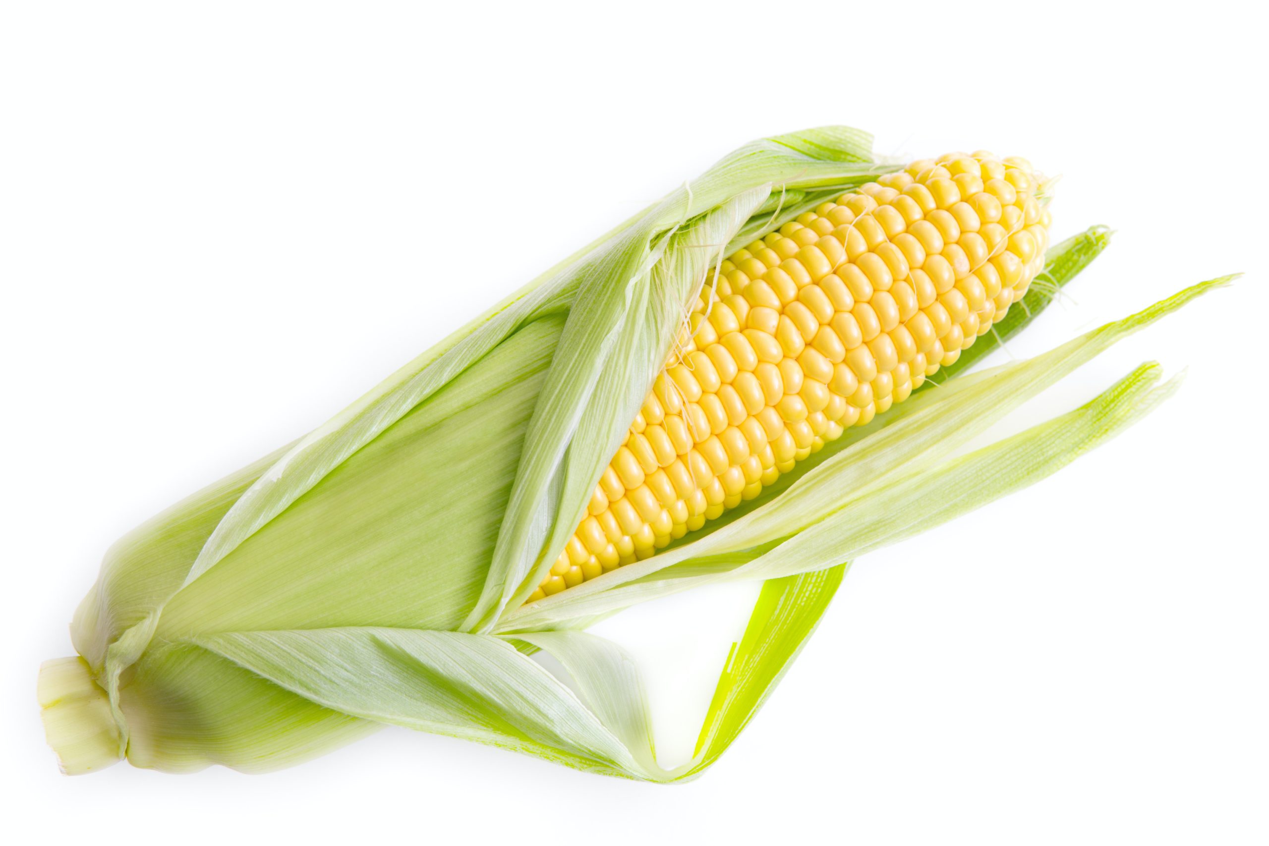corn on white background