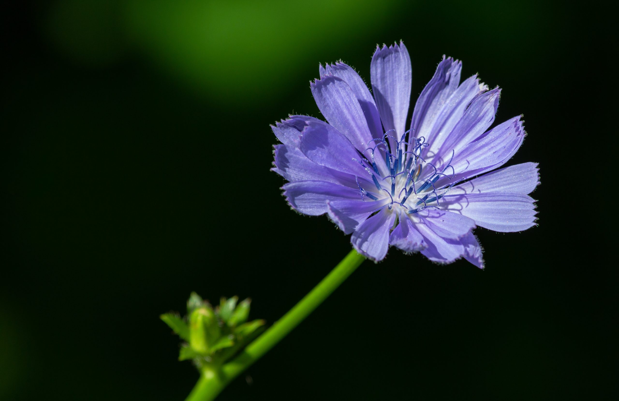 Chicory Root flower