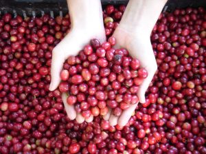 Coffeeberry Extract