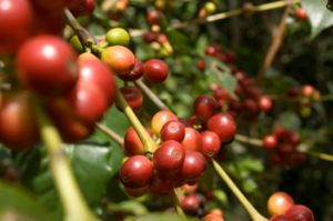 Coffeeberry Extract