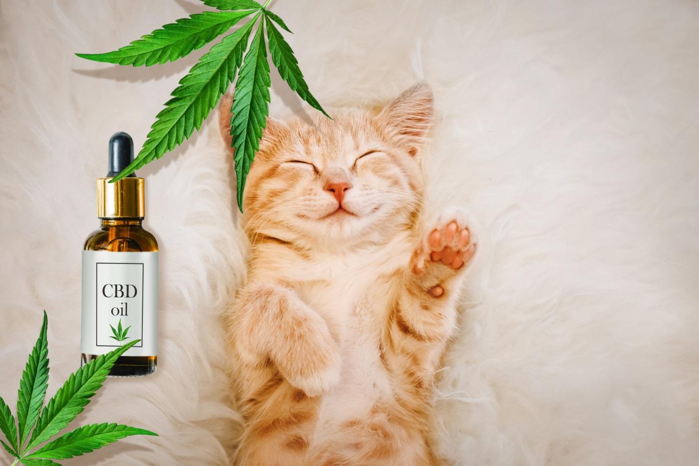 CBD Oil For Pets How to Choose The Right Product for Your Cat