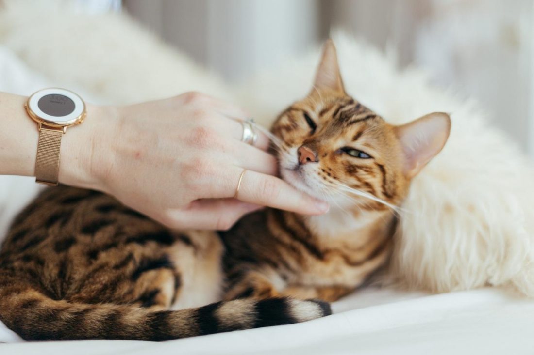 How safe is CBD oil for your pet cat