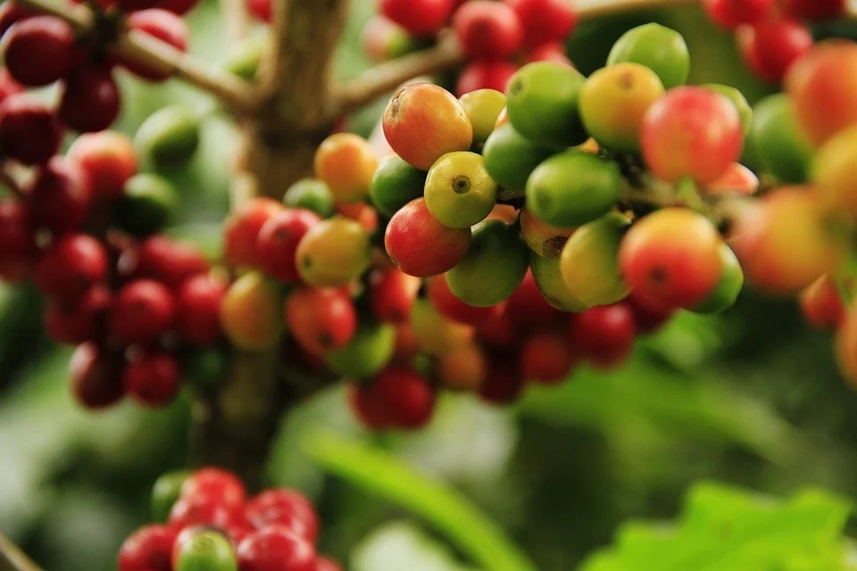 coffeeberry plant