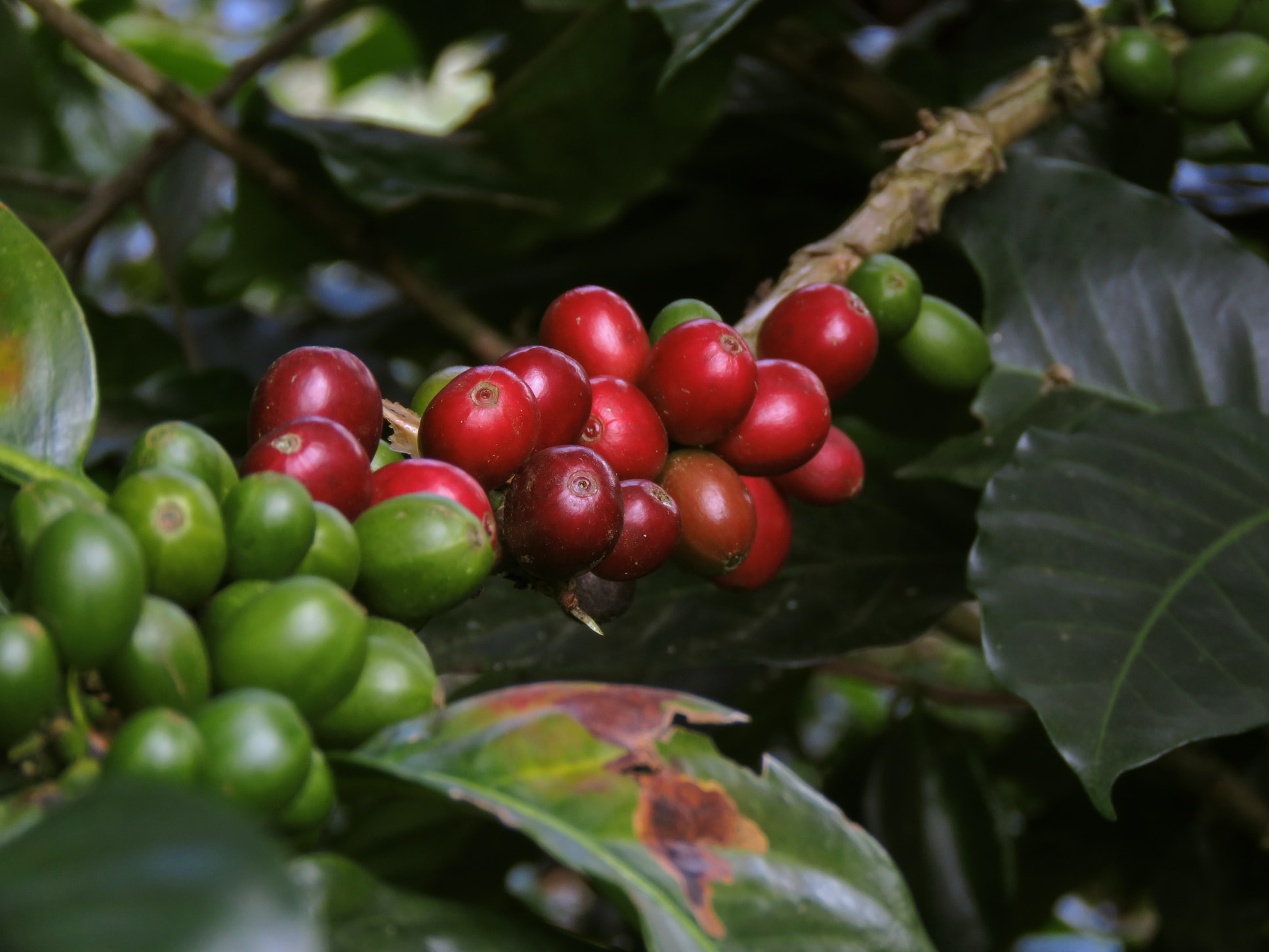 ripe and unripe coffeeberries