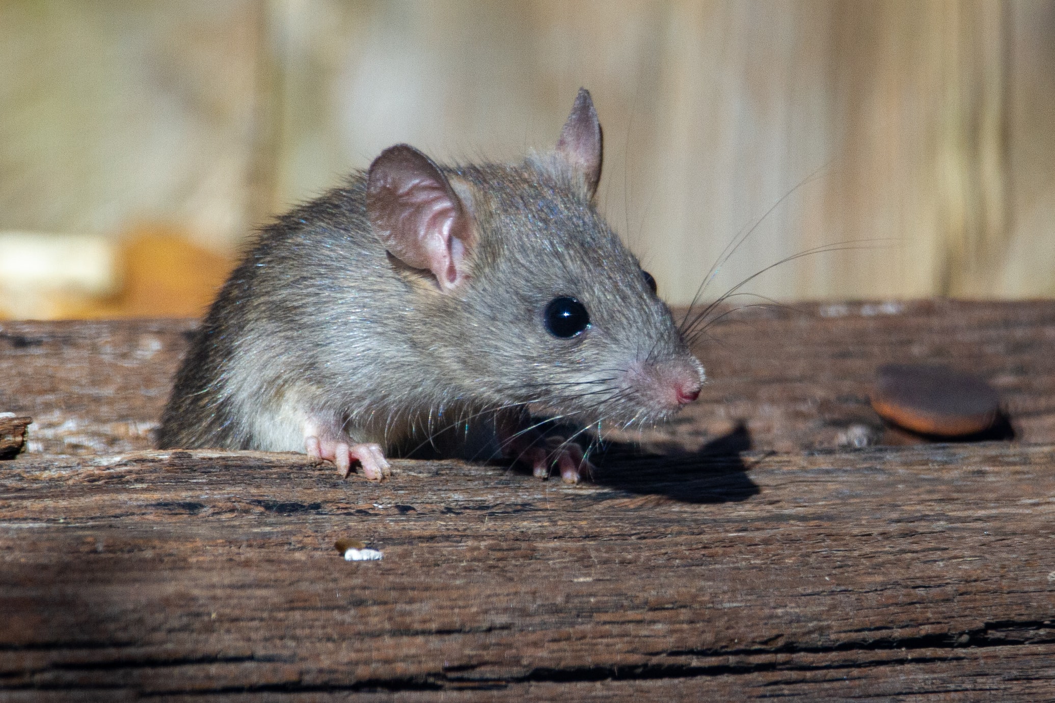 3 Reasons to Hire a Rodent Removal Company