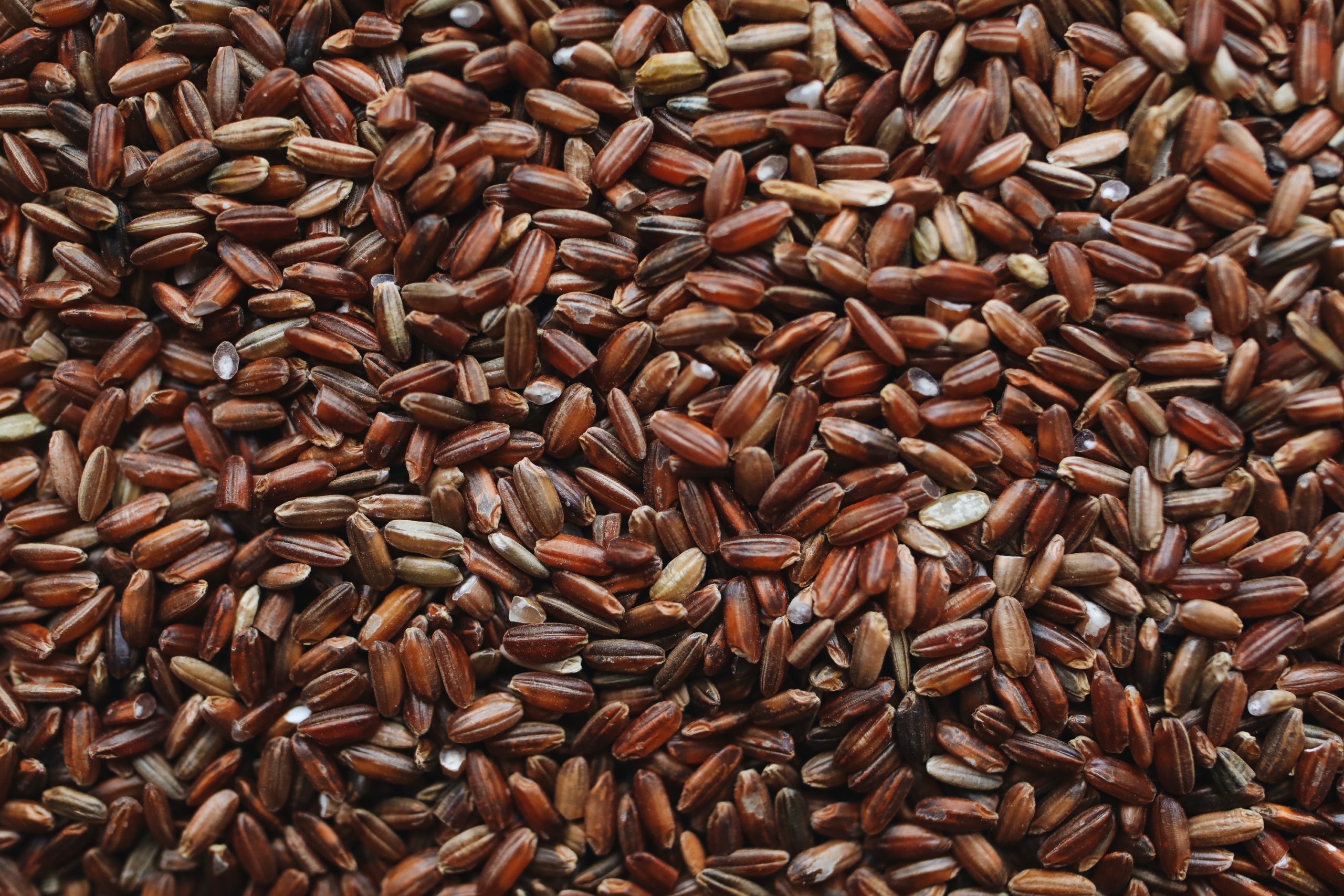 Close-up photo of brown rice grains